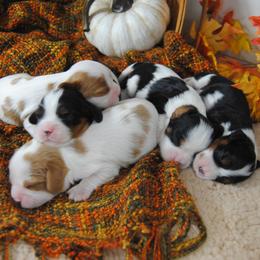 Cavalier King Charles Spaniel puppies from Dogwood & Sassafras Companions