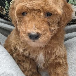 Shaggy - Apricot male Cavapoo puppy in Salem, New Jersey from Dreamy Night Doodles