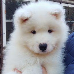 Borzoi and Samoyed Puppies from Kalabria