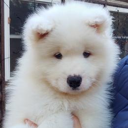 Borzoi and Samoyed Puppies from Kalabria