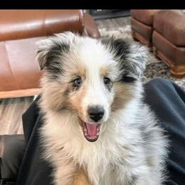 Shetland Sheepdog puppies from Hawks Acres Shelties