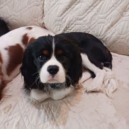 Mackie - Cavalier King Charles Spaniel