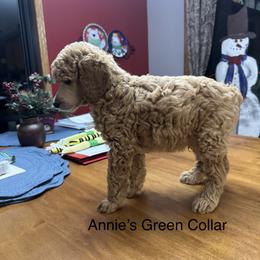 Green Collar Light Apricot - Apricot male Poodle puppy in Mondovi, Wisconsin from Araeah's Red Standard Poodles