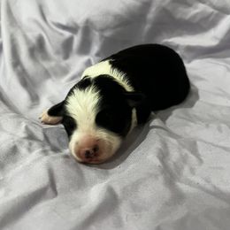 Toy Australian Shepherd puppies from BMNM2 Toy Aussies