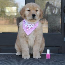 Golden Retriever Puppies from Lyons Golden Retrievers