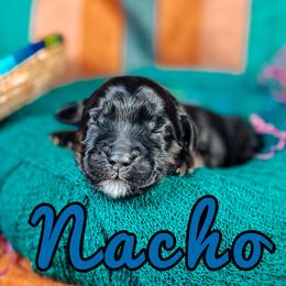 Nacho - Black male Australian Labradoodle puppy in Decatur, Alabama from Southern Meadows Doodles