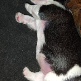 Davey - Red and white male Shih Tzu puppy in Palmyra, New York from Karen's Tzus of Palmyra-Macedon