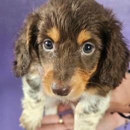 Mahogany - Chocolate and tan male Dachshund puppy in Arthur, Illinois from Dachs and Poms