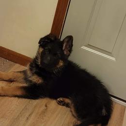 German Shepherd Puppies from Vom Wolfgang Roma Kennels