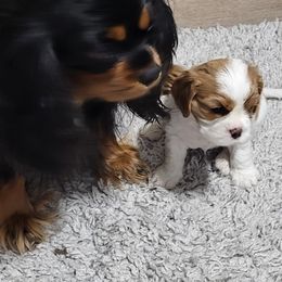 Olivia - Cavalier King Charles Spaniel