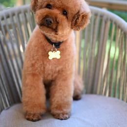 Coconut - Poodle