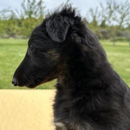 Silken Windhound Puppies from Luminous Silken Windhounds