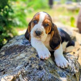 Dynamite - Black brown and white male Basset Hound puppy in Valley, Washington from Peaceful Valley Paws