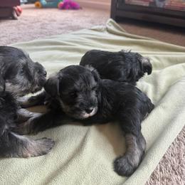 Girl 3 - Salt and pepper female Miniature Schnauzer puppy in Rome, Georgia from Lauren Ivascu