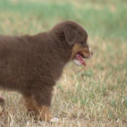 Miniature Australian Shepherd Puppies from MAC's Cirkles 8 Aussies