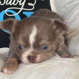 Ghoul - Blue male Chihuahua puppy in Gloucester, Virginia from Charlotte's Web of Chihuahuas
