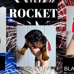 Rocket - Black and tan male Cavalier King Charles Spaniel puppy in Willmar, Minnesota from Starlite Cavaliers