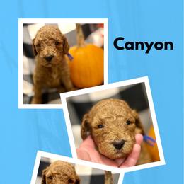 Canyon - Red  male Goldendoodle puppy in Bluefield, Virginia from Love on a Leash