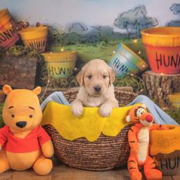 Orzo - Light golden male Golden Retriever puppy in Sierra Vista, Arizona from Golden Borealis