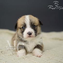 Rex - Red male Pembroke Welsh Corgi puppy in Straughn, Alabama from Magnolia Creek Corgis