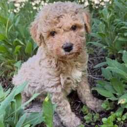 Buttercup - Apricot female Goldendoodle puppy in Monument, Colorado from Colorado Dreamin Doodles