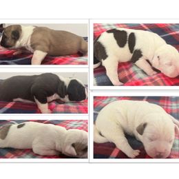Boy 2 - White male American Bulldog puppy in Pace, Florida from Genesis American Bulldogs