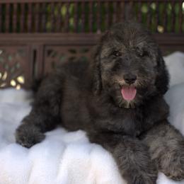 Bernedoodle and Cavapoo Puppies from Dulcito Doodles