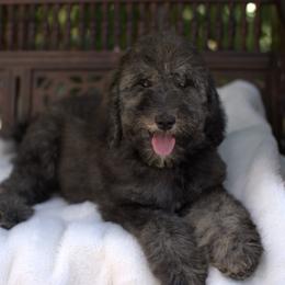 Bernedoodle and Cavapoo Puppies from Dulcito Doodles