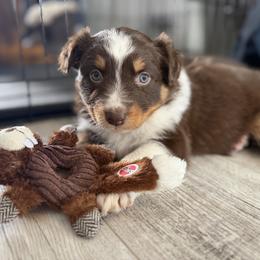 Eve - Red tri-color female Australian Shepherd puppy in Niles, Michigan from Tara's Australian Shepherds
