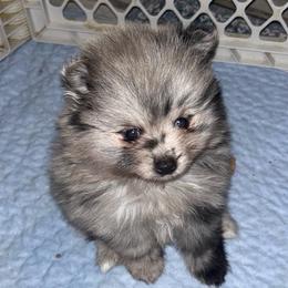 Oakley - Blue merle female Pomeranian puppy in Zavalla, Texas from Precious Puff Poms