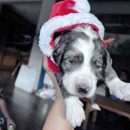 Bernedoodle Puppies from Daisy's Doodles