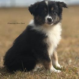 BTF6 - Black tri-color Australian Shepherd puppy in Chehalis, Washington from Wandering Acres Ranch