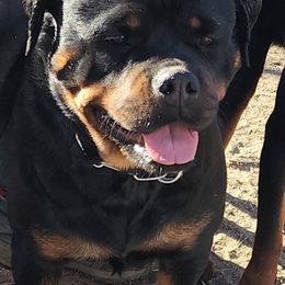Alba - Rottweiler
