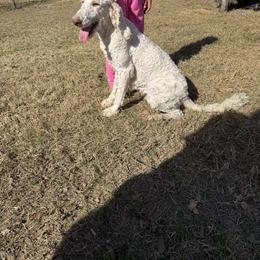 Poodle puppies from Aukland’s Poms