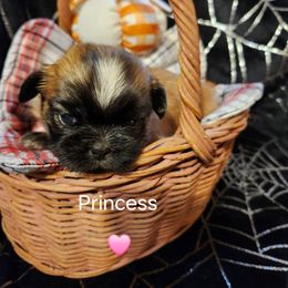 Girl 1 - Tricolor female Shih Tzu puppy in Ocala, Florida from Kinard's poodles and doodles