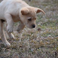 Yellow Female - Pink - Yellow female Labrador Retriever puppy in Edgefield, South Carolina from Backwoods Pond Labradors LLC