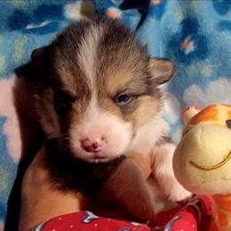 Red bone bandana boy - White and black male Pembroke Welsh Corgi puppy in Cherokee, Oklahoma from MCS Farms-OK