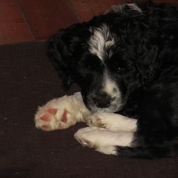 Portuguese Water Dog Puppies from Topsail PWDs