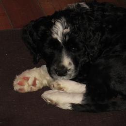 Portuguese Water Dog Puppies from Topsail PWDs