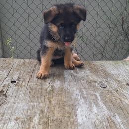 Indy vom LegendLand - Black and red female German Shepherd puppy in Hillsborough County, Florida from Vom Legend Land