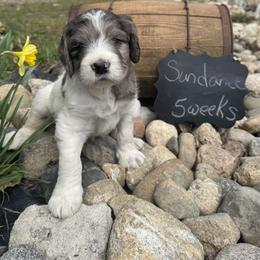 Sundance - Merle female Saint Berdoodle puppy in Traverse City, Michigan from Bare Paws Saint Berdoodles