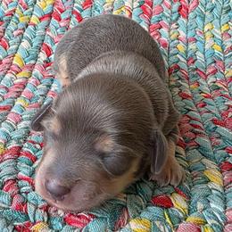 River, Blue baby boy - Gray (blue) and cream male Dachshund puppy in Lexington, Oklahoma from Long Doggy Acres Miniature Dachshunds