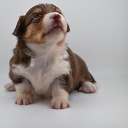 Simba - Liver and white male American Corgi puppy in Bland, Missouri from Shadey Lane Corgis