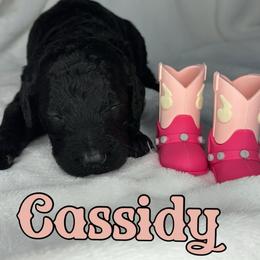 Cassidy - Black female Poodle puppy in Dayton, Texas from Wolfe Island Poodles