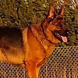 Hayder - German Shepherd