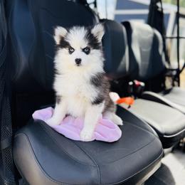 Girlie - Black and white female Pomsky puppy in Yavapai County, Arizona from Pawsh Pomskies