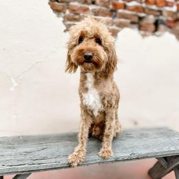 Wally - Goldendoodle
