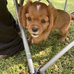 Cavalier King Charles Spaniel Puppies from Brentmoor Cavaliers