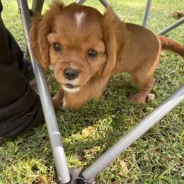 Cavalier King Charles Spaniel Puppies from Brentmoor Cavaliers