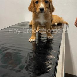 Goldendoodle Puppies from Hay Creek Acres Goldens